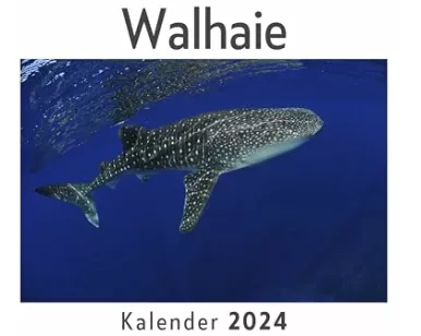 Walhaie (Wandkalender 2024, Kalender DIN A4 quer, Monatskalender im Querformat mit Kalendarium, Das perfekte Geschenk)