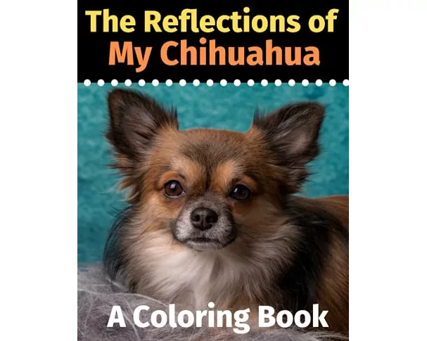 The Reflections of My Chihuahua
