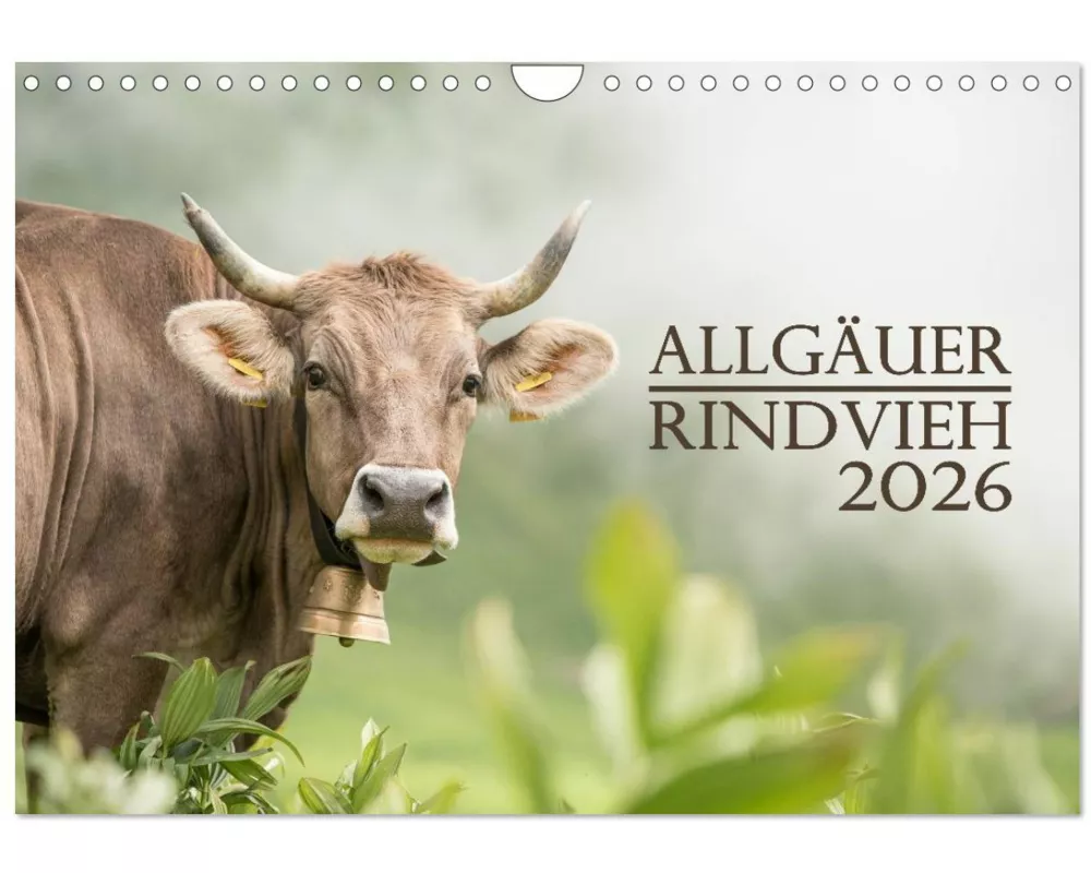 Allgäuer Rindvieh 2026 (Wandkalender 2026 DIN A4 quer), CALVENDO Monatskalender
