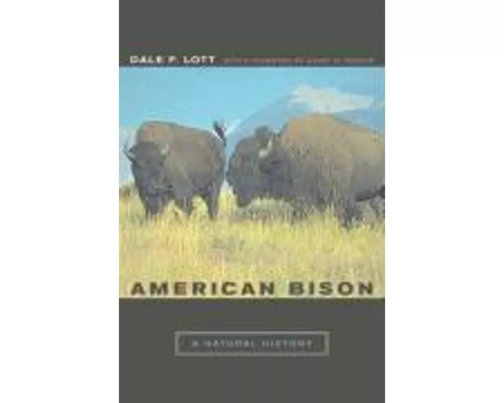 American Bison