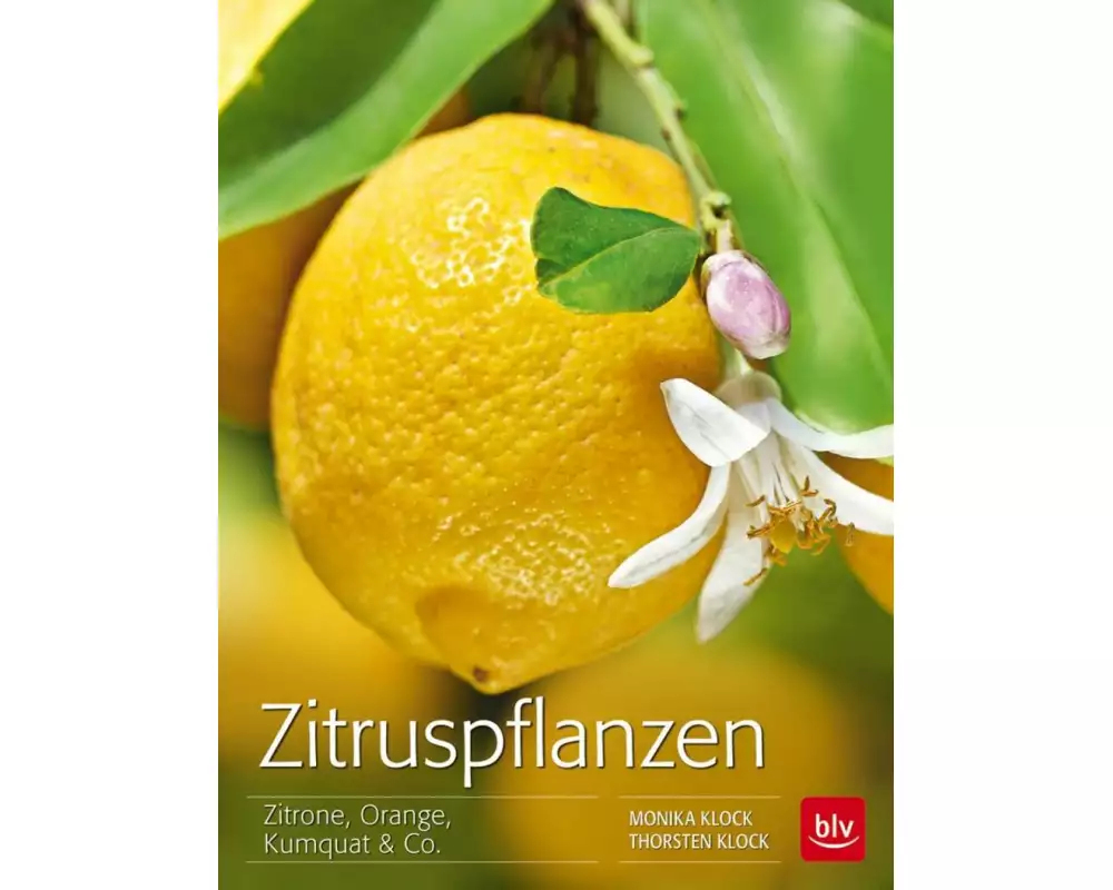 Zitruspflanzen
