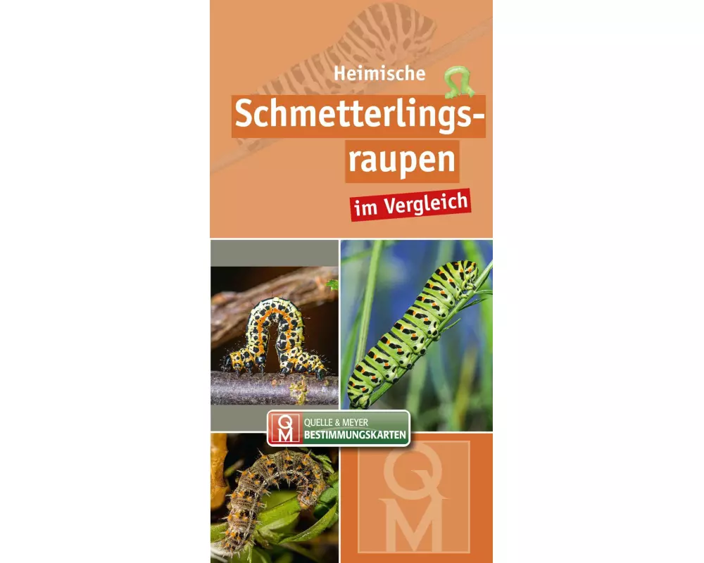 Heimische Schmetterlingsraupen im Vergleich