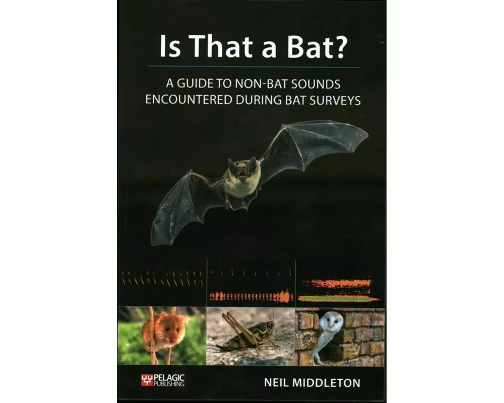 Is That a Bat?