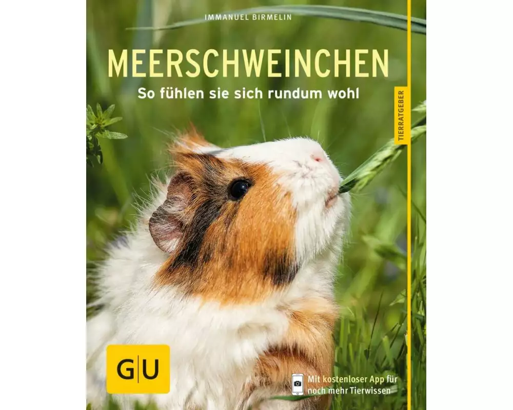 Meerschweinchen
