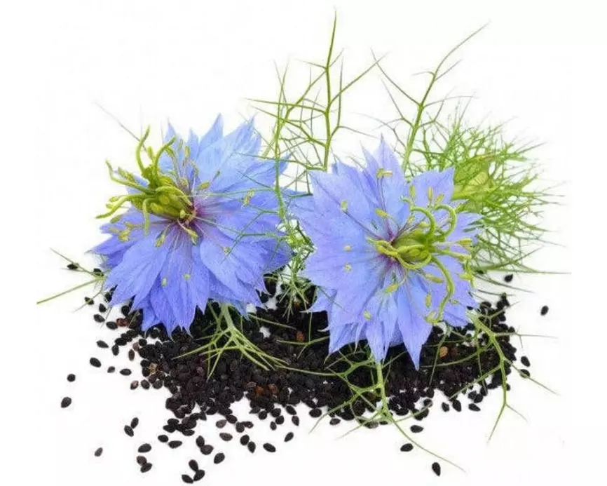 Gorilla Gardening Nigella Sativa Schwarzkümmel