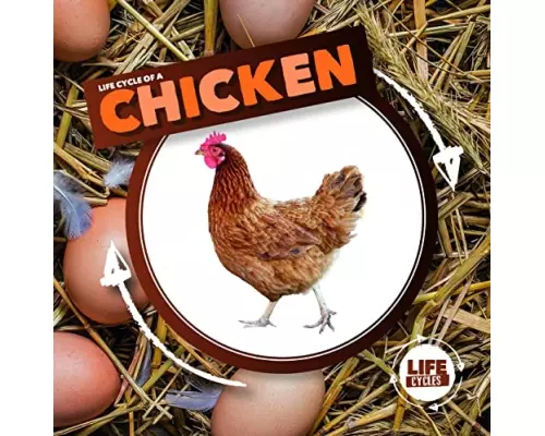 Life Cycle of a Chicken