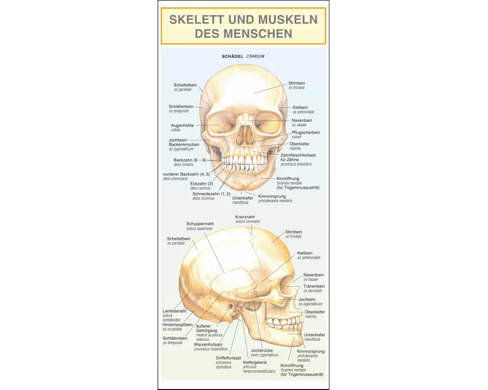 Leporello: Skelett und Muskeln des Menschen - Alle Begriffe im Überblick