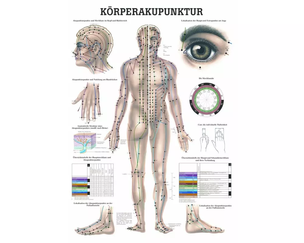 Rüdiger Anatomische Lehrtafel Körperakupunktur Deutsch