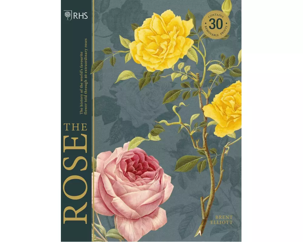 RHS The Rose