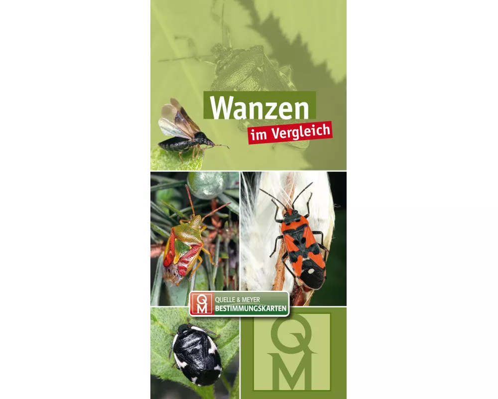 Wanzen