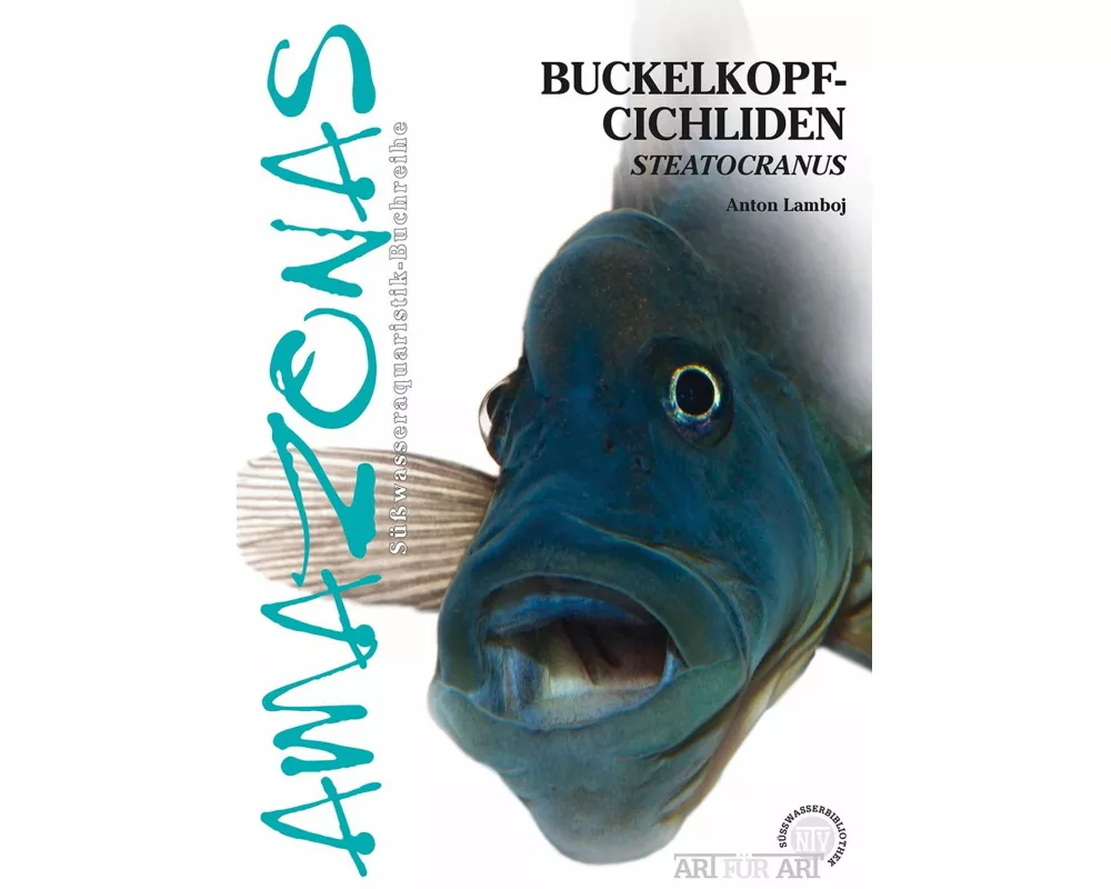 Buckelkopfcichliden