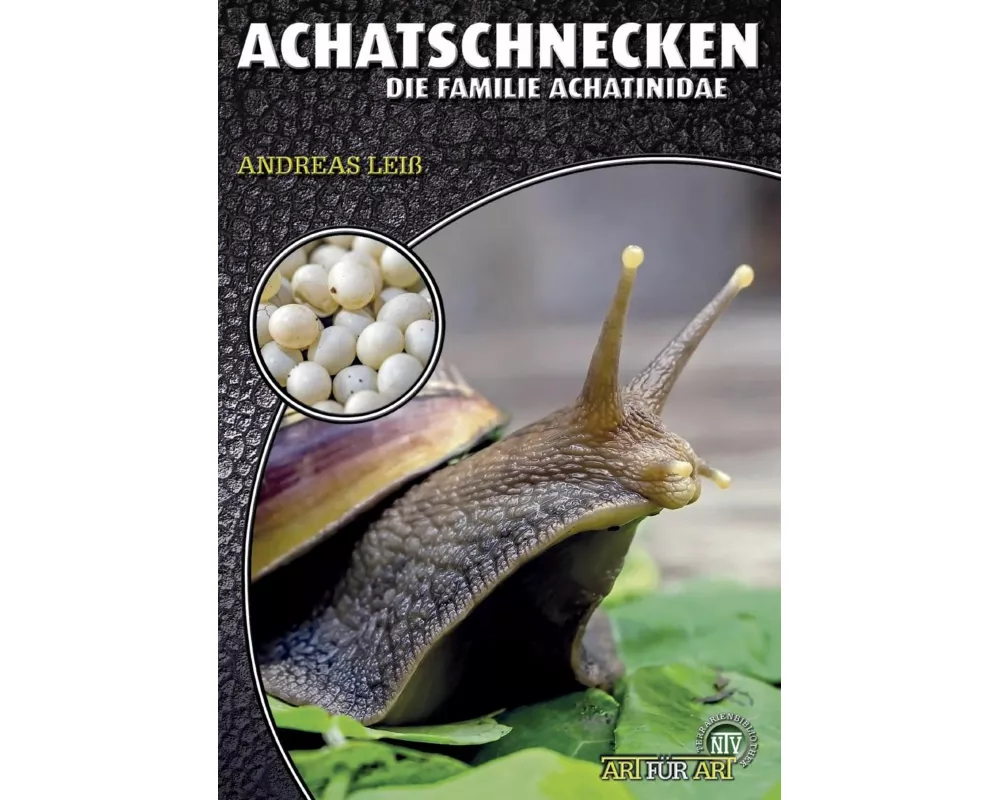 Achatschnecken