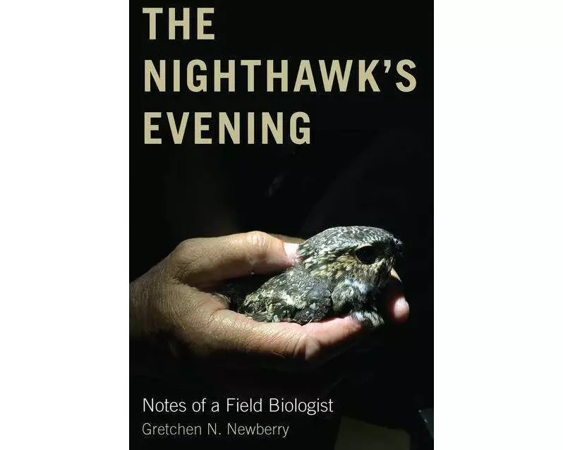 The Nighthawk's Evening