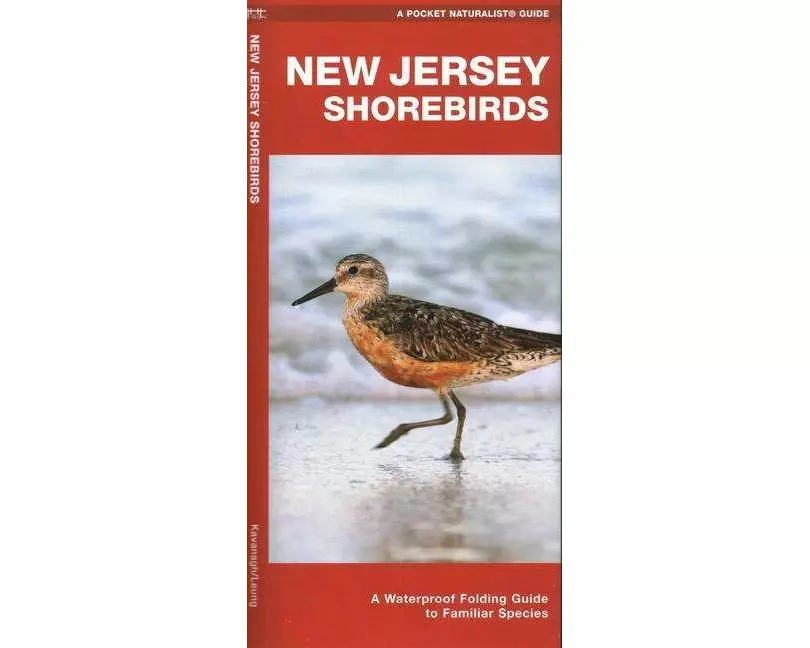 New Jersey Shorebirds
