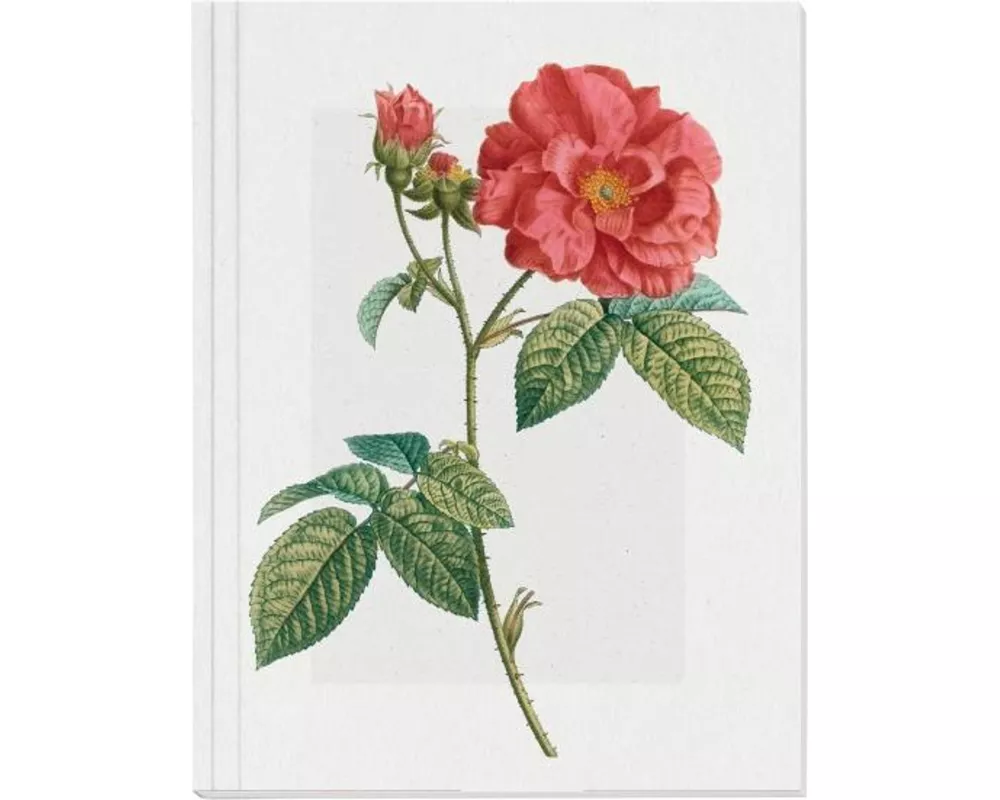 Geschichte der Rose Großes Notizheft Motiv Französische Rose