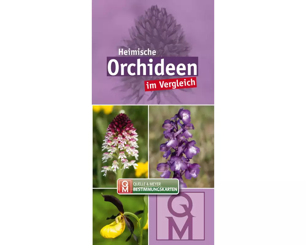 Heimische Orchideen