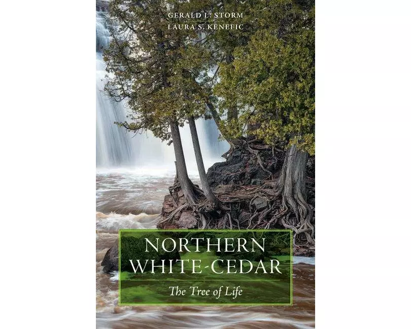 Northern White-Cedar