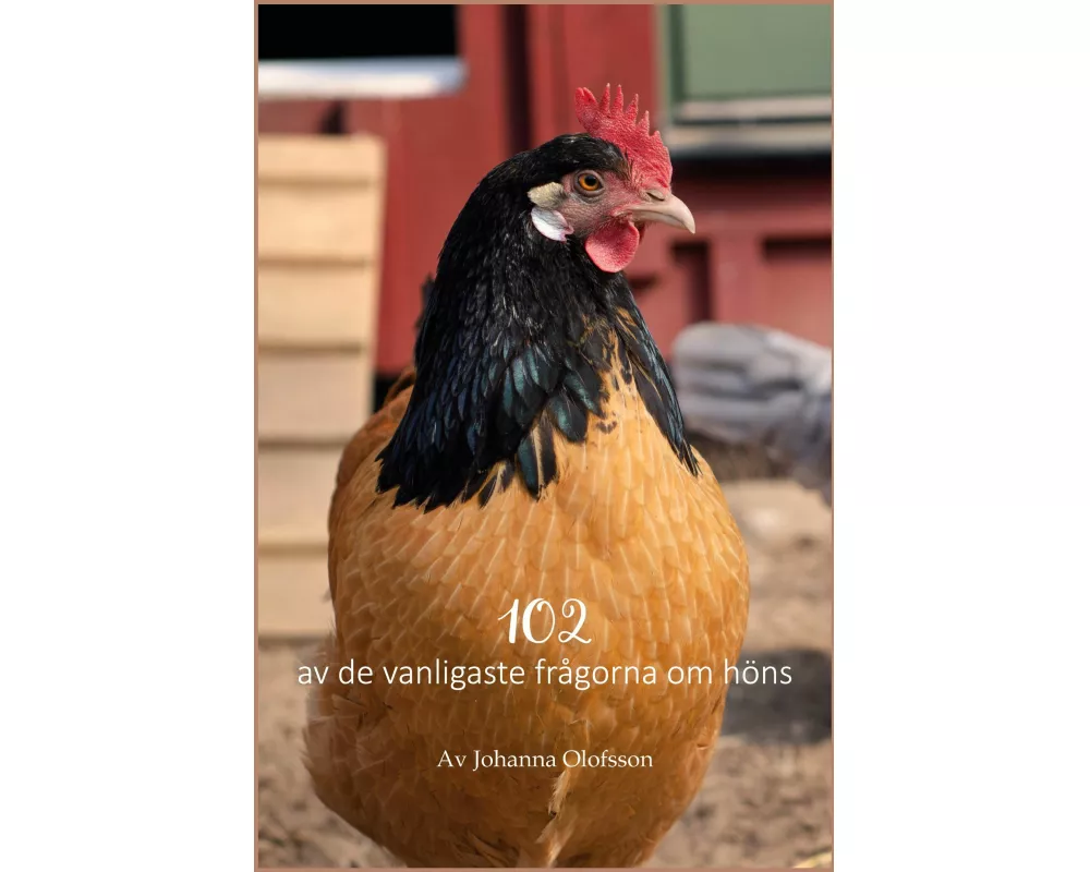 102 av de vanligaste frågorna om höns