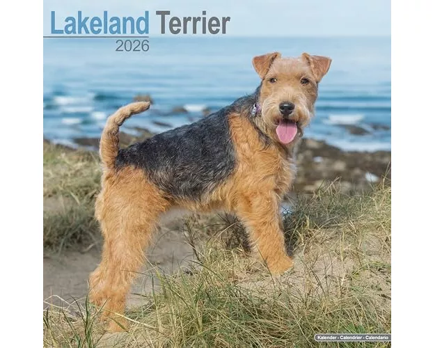 Lakeland Terrier Calendar 2026 Square Dog Breed Wall Calendar - 16 Month