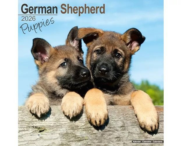 German Shepherd Puppies Calendar 2026 Square Dog Puppy Breed Wall Calendar - 16 Month