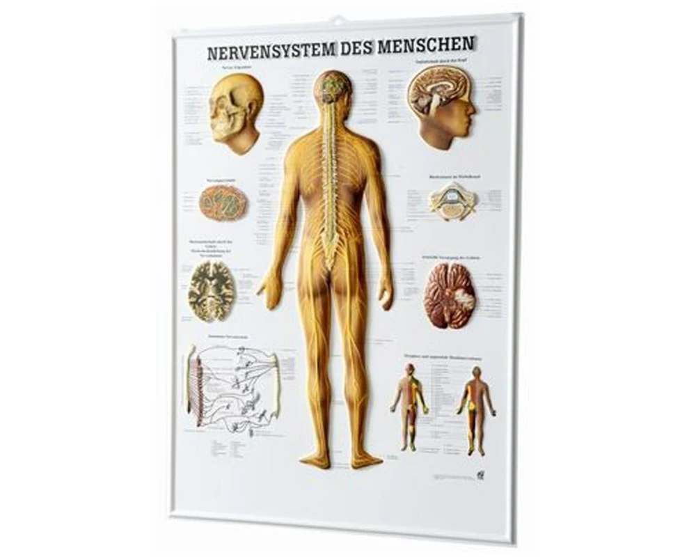 Rüdiger Relief-Tafel - 3D Poster 54 x 74 cm