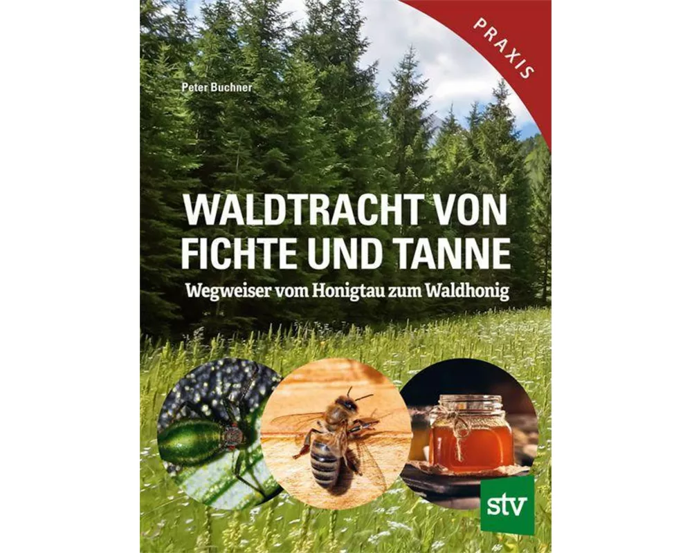 Waldtracht von Fichte und Tanne