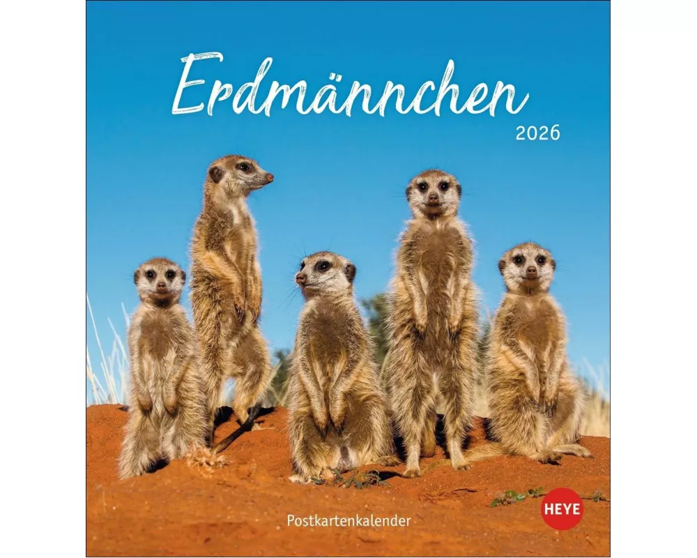 Erdmännchen Postkartenkalender 2026