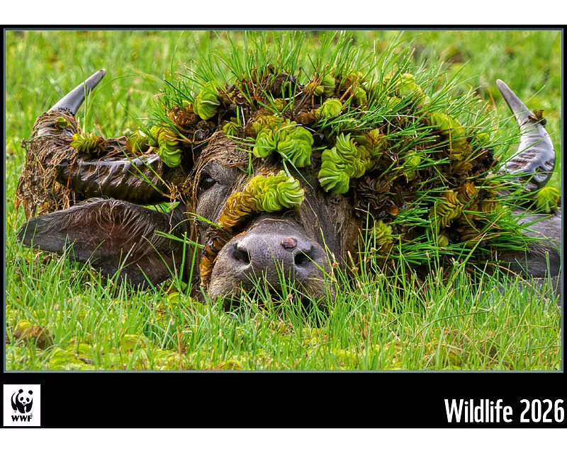 Wwf 2026