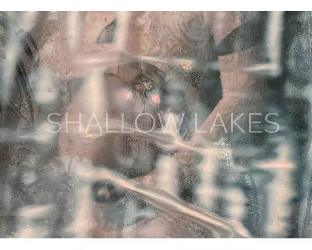 shallow lakes