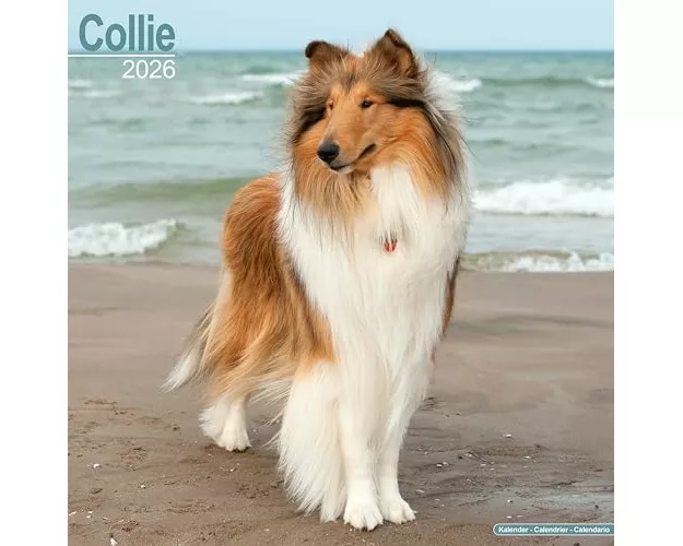 Collie Calendar 2026 Square Dog Breed Wall Calendar - 16 Month