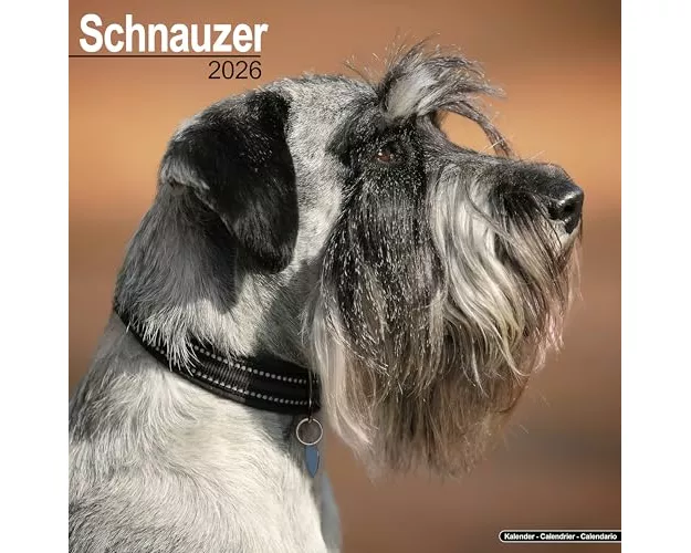 Schnauzer (Euro) Calendar 2026 Square Dog Breed Wall Calendar - 16 Month