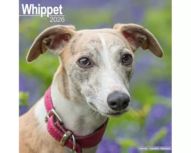Whippet Calendar 2026 Square Dog Breed Wall Calendar - 16 Month