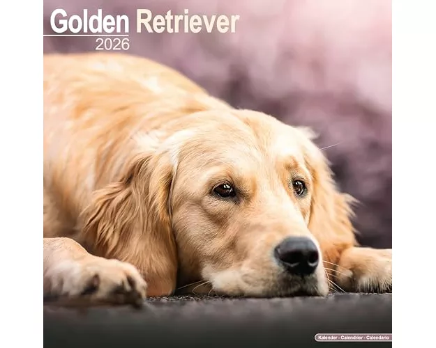 Golden Retriever Calendar 2026 Square Dog Breed Wall Calendar - 16 Month