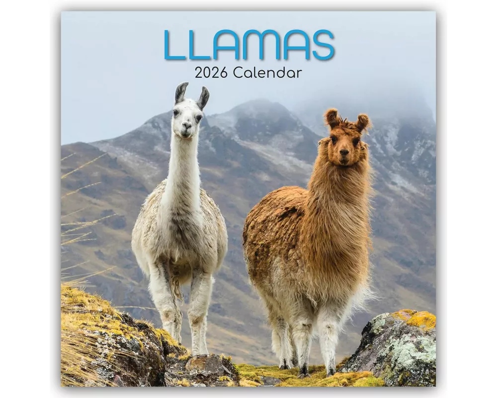 Llamas - Lamas 2026 - 16-Monatskalender