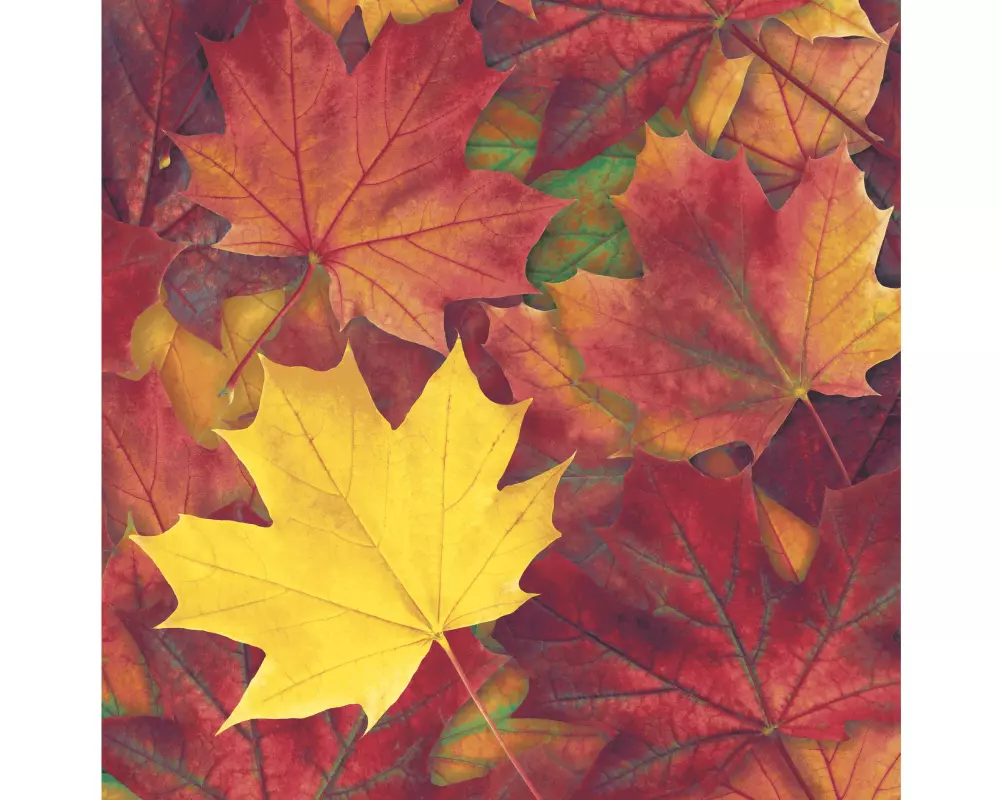 Paper + Design Servietten Herbstblätter 33 cm x 33 cm, 20 Stück