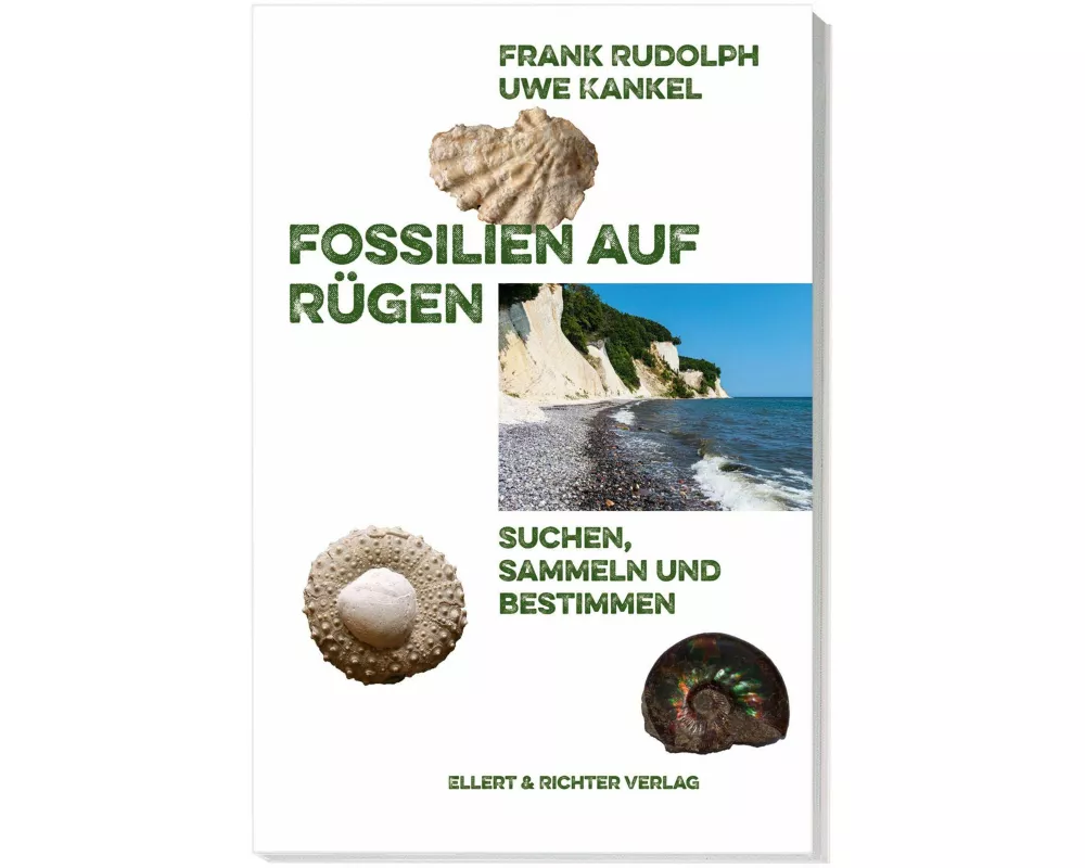 Fossilien auf Rügen