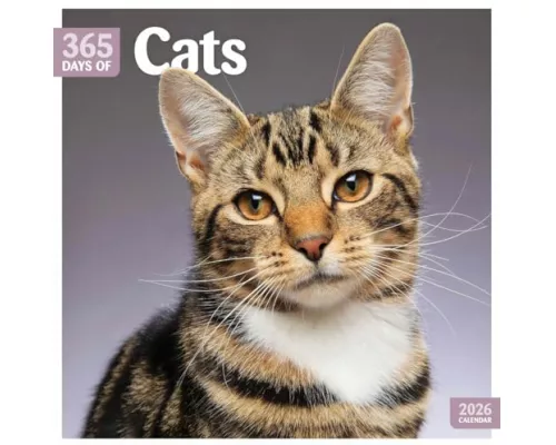 Cats 365 Days Square Wall Calendar 2026