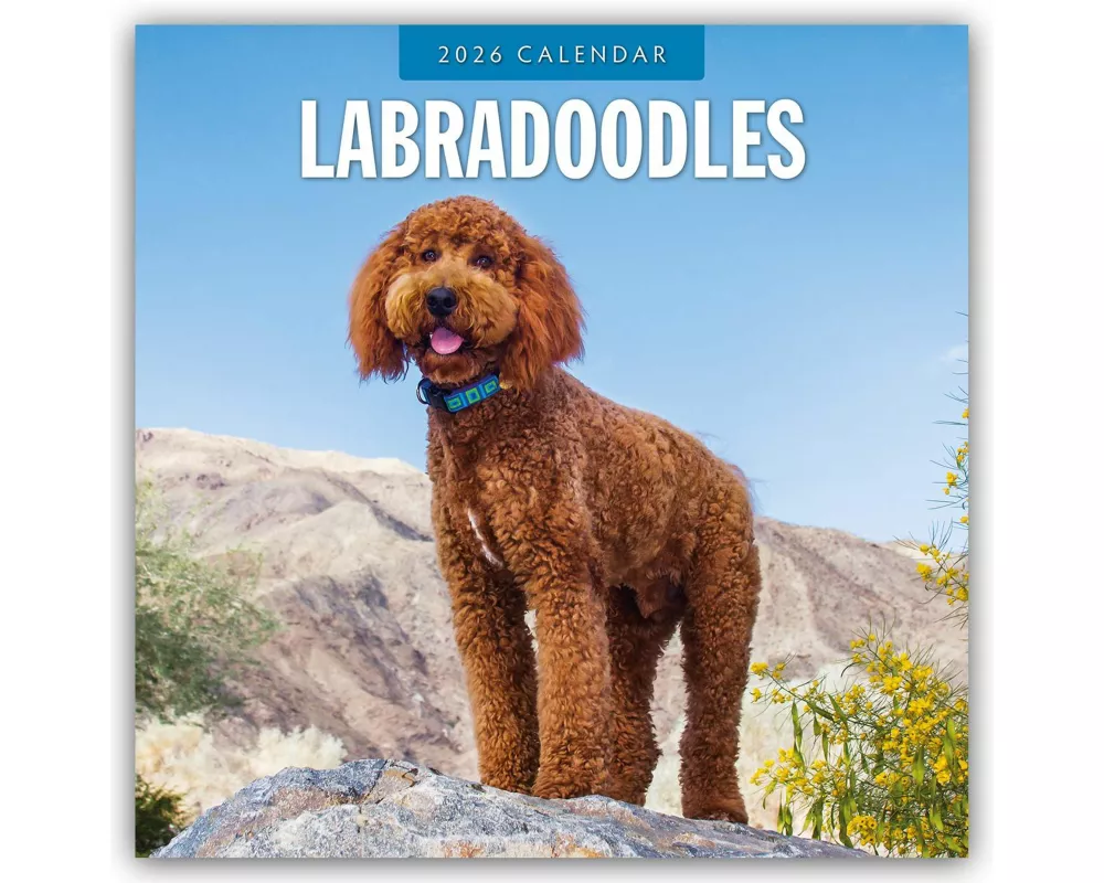 Labradoodles 2026 Square Wall Calendar