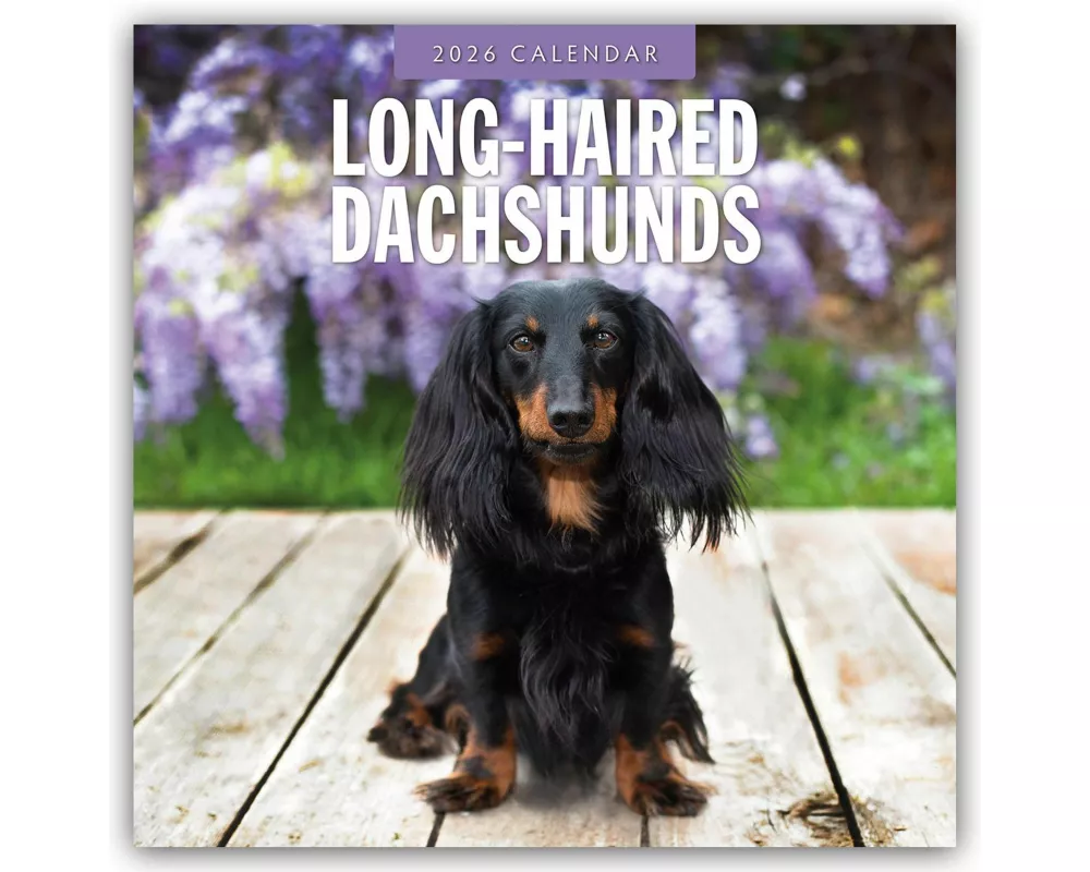Long-haired Dachshunds 2026 Square Wall Calendar