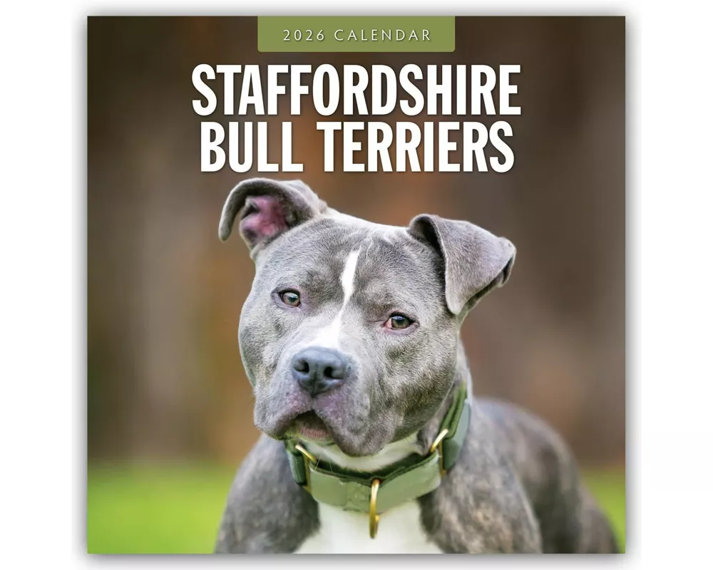 Staffordshire Bull Terriers 2026 Square Wall Calendar