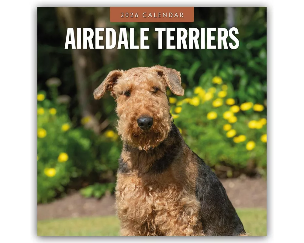 Airedale Terriers 2026 Square Wall Calendar