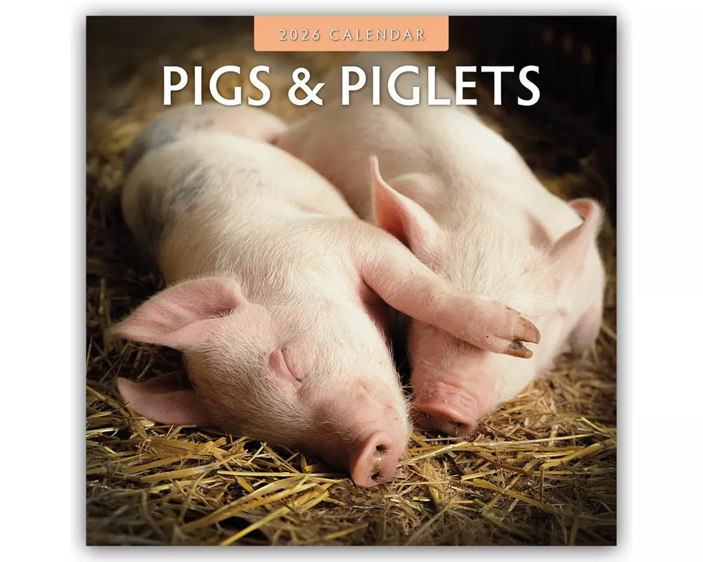 Pigs & Piglets 2026 Square Wall Calendar