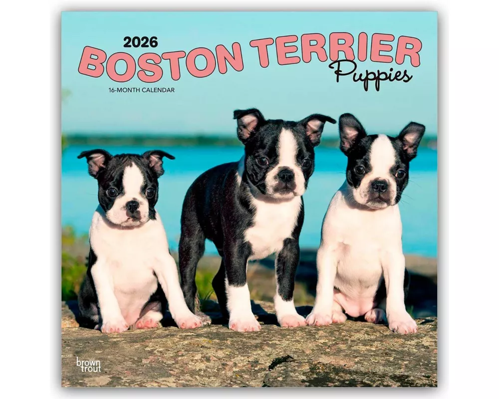 Boston Terrier Puppies - Boston Terrier Welpen 2026 - 16-Monatskalender