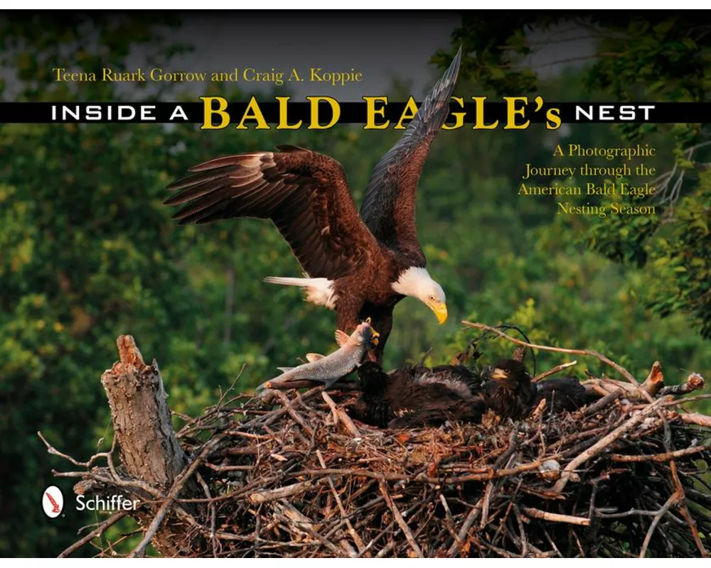 Inside a Bald Eagle's Nest