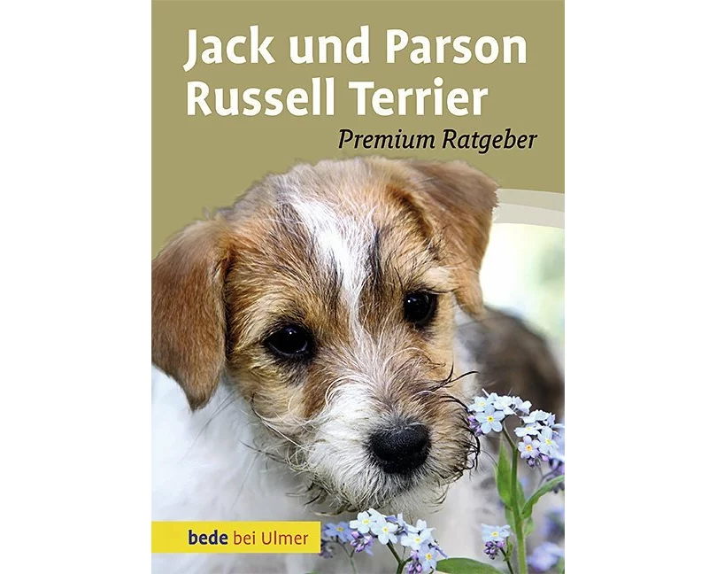 Jack und Parson Russell Terrier