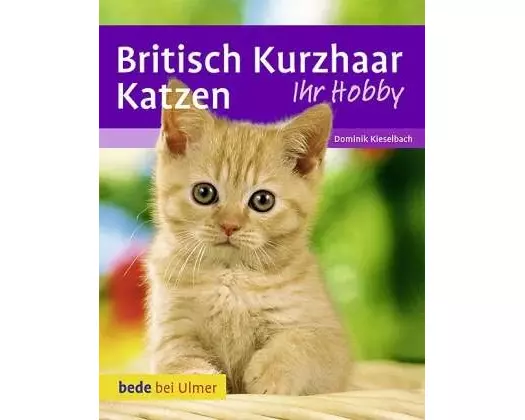 Britisch Kurzhaar Katzen