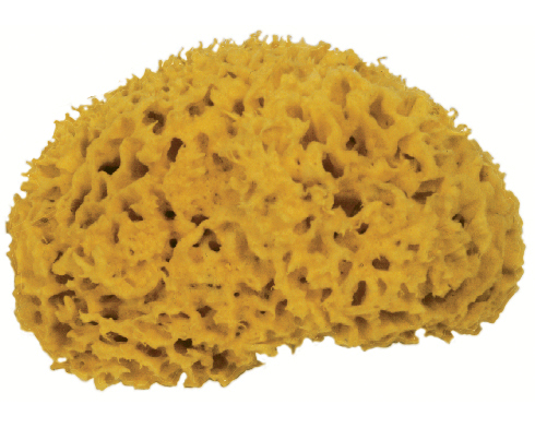 FRINA Naturschwamm 916.16 16cm