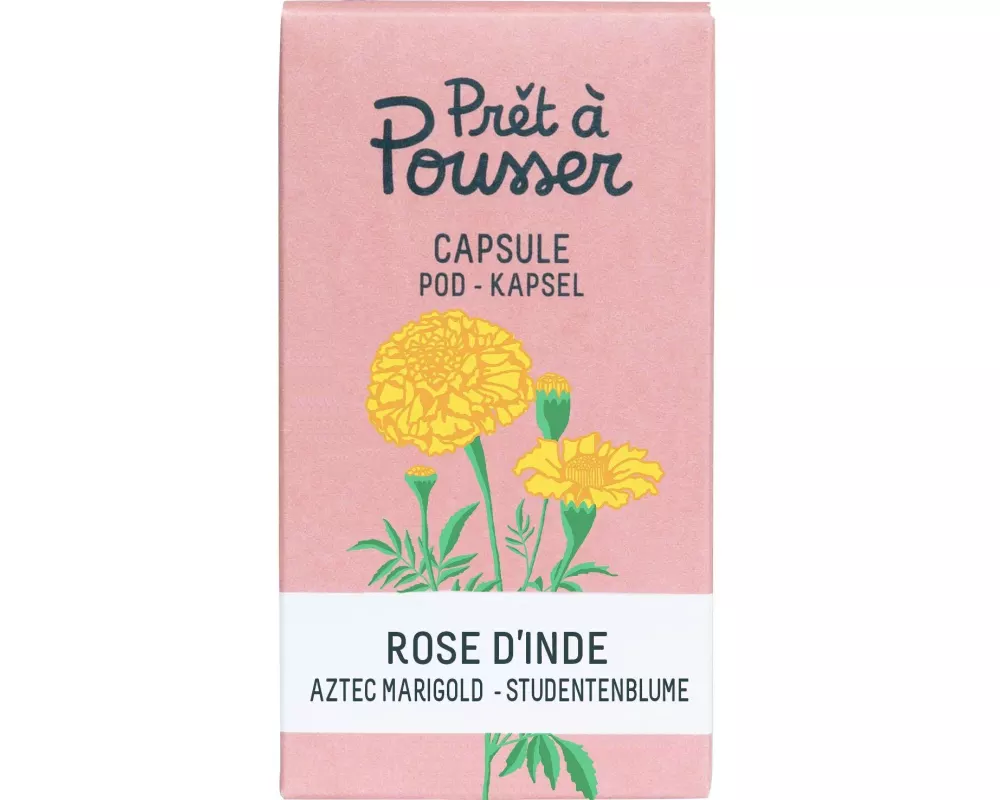 Prêt à Pousser Samen Indische Rose
