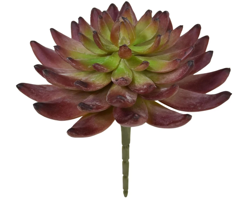 Botanic-Haus Kunstpflanze Echeveria Kaktus 14 cm