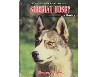 Siberian Husky - Heute